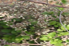Aerva javanica